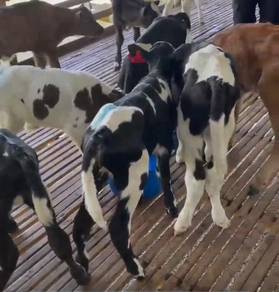 Anak Lembu Jantan Tenusu