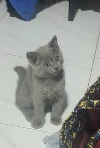 British short hair kitten