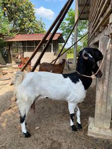 Kambing jamnapari betina