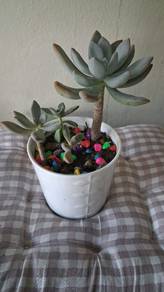 Ghost Plant