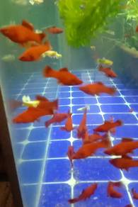 albino platy swordtail