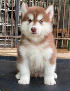 SIBERIAN HUSKY PUPPIES Sb228🌻 Male-Female