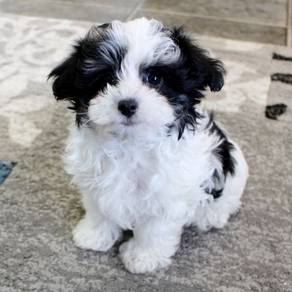 Dreamy Shihpoo Round Eyes Puppy Puppy Dog