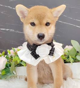 Shiba