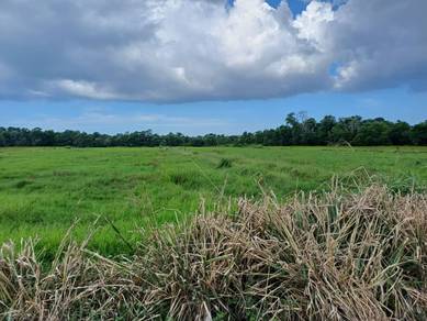 Agricultural Land in Pekan, PHG