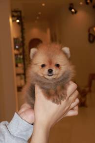 J0828 Pomeranian beautiful and precious puppy