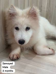 Samoyed