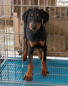 Doberman Female