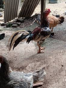 ayam baka baik
