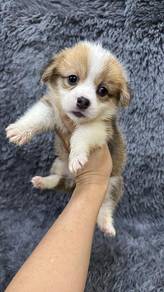 长尾柯基女
Corgi with tail
Female
F1
Dob : 08-08-26