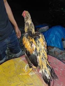 Teruna lhk kuning