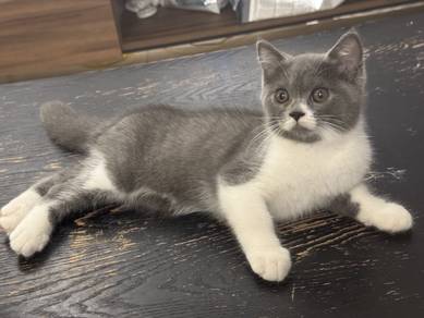 100% BSH KITTENS (female)