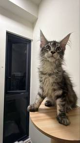 Maincoone Female Classic Silver Tabby