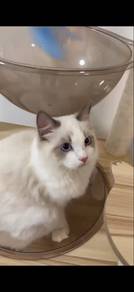 male ragdoll rehome