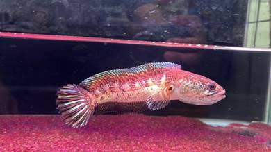 Ikan Channa fish Auranti Cobra-7 inch