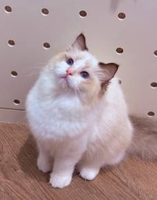 Ragdoll kitten