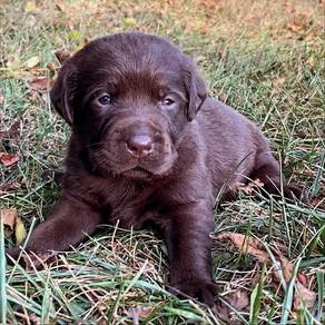 Labrador Retriever 18