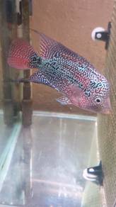 flowerhorn 