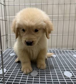Golden retriever 