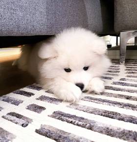 Yippy Samoyed Adorble Little Snow White Puppy Baby