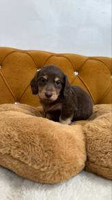 Chocolate Long-haired Dachshund