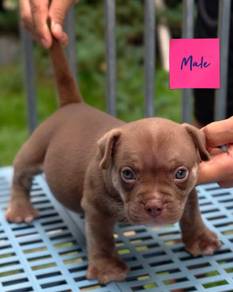 AMERICAN BULLY PUPPIES D83 🐻 Available Exotic Sta