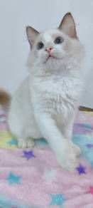 Ragdoll