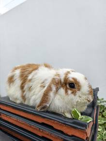 Holland lop