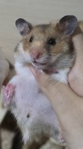 Syirian Hamster