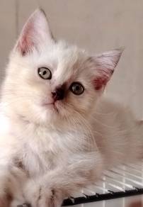 British Shorthair kitten