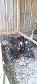 anak ii ayam hujug