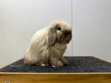 Holland Lop Sable Point Buck