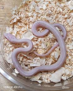 Corn Snake 