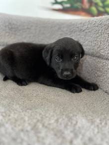 Black Labrador 6