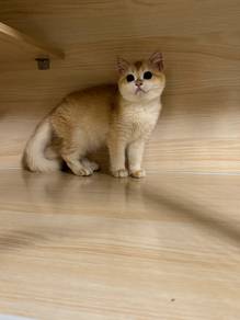 BSH Golden Shaded Betina British Shorthair NY12