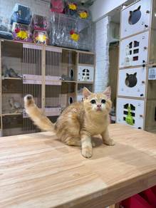 bear face golden tabby British short hair send SG