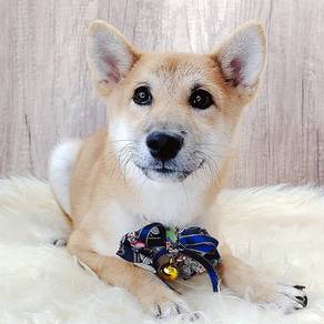 Shiba