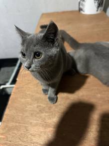 British shorthair BSH (kitten 3 month female)