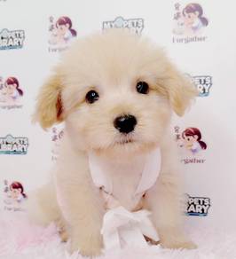 Maltipoo