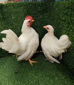 anak ayam serama 3j 2b