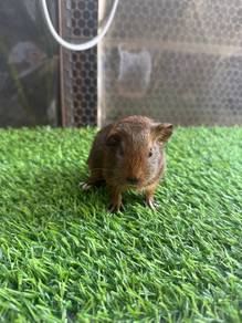 Guinea pig