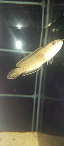 channa limbata 