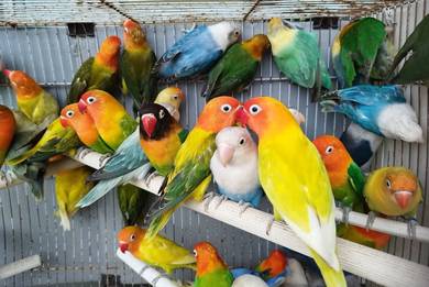 Burung lovebird fischer #nuricinta