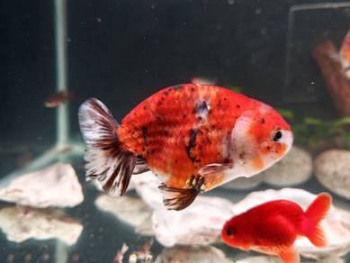 Ranchu Goldfish