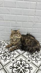 kucing parsi