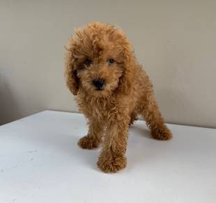 Toy poodle 