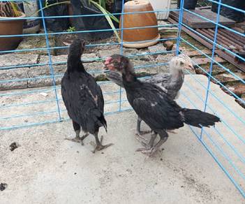 anak ayam