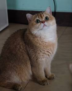 CFA British Shorthair China Imported