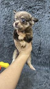 吉娃娃男
Chihuahua 
Male
M2
Dob 2个月多