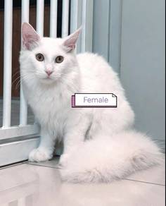 Purebred Maine Coon 